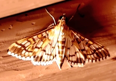 Epipagis fenestralis