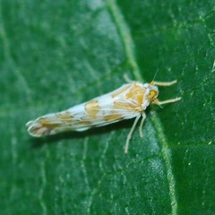 Kamendaka serrata