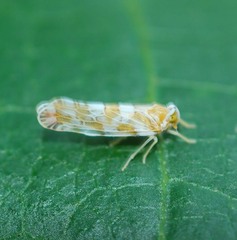 Kamendaka serrata