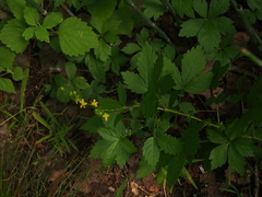 Agrimonia gryposepala