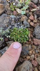 Caryophyllaceae