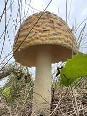 Amanita flavoconia