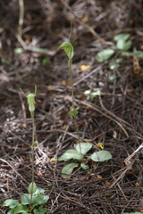 Pterostylis setulosa