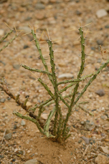 Cylindropuntia leptocaulis