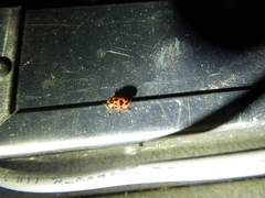 Coleomegilla maculata