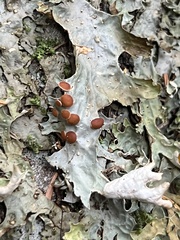 Peltigeraceae
