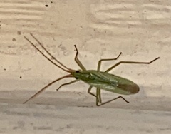 Trigonotylus caelestialium