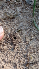 Formicidae