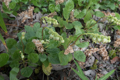 Orthilia secunda