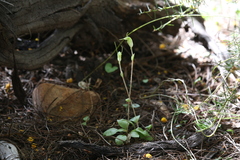 Pterostylis setulosa