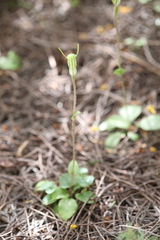 Pterostylis setulosa