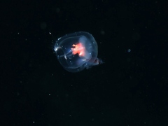 Hyperiidae