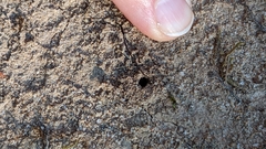 Formicidae