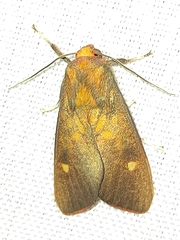Phaegopterina