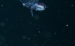 Hyperiidae