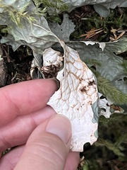 Peltigeraceae