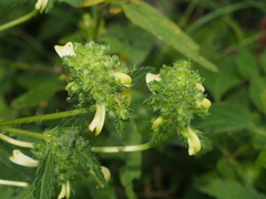 Pedicularis lanceolata