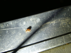 Coleomegilla maculata