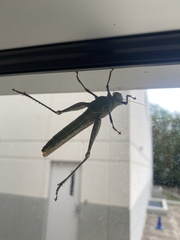 Schistocerca obscura