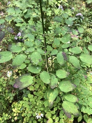 Thalictrum pubescens
