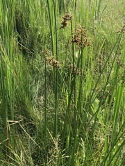 Schoenoplectus tabernaemontani