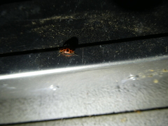 Coleomegilla maculata