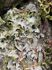 Peltigeraceae