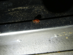 Coleomegilla maculata