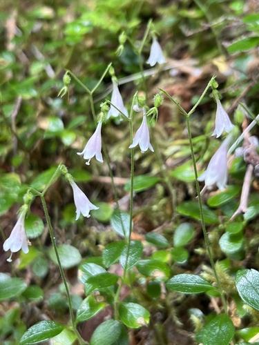 Linnaea borealis var. longiflora