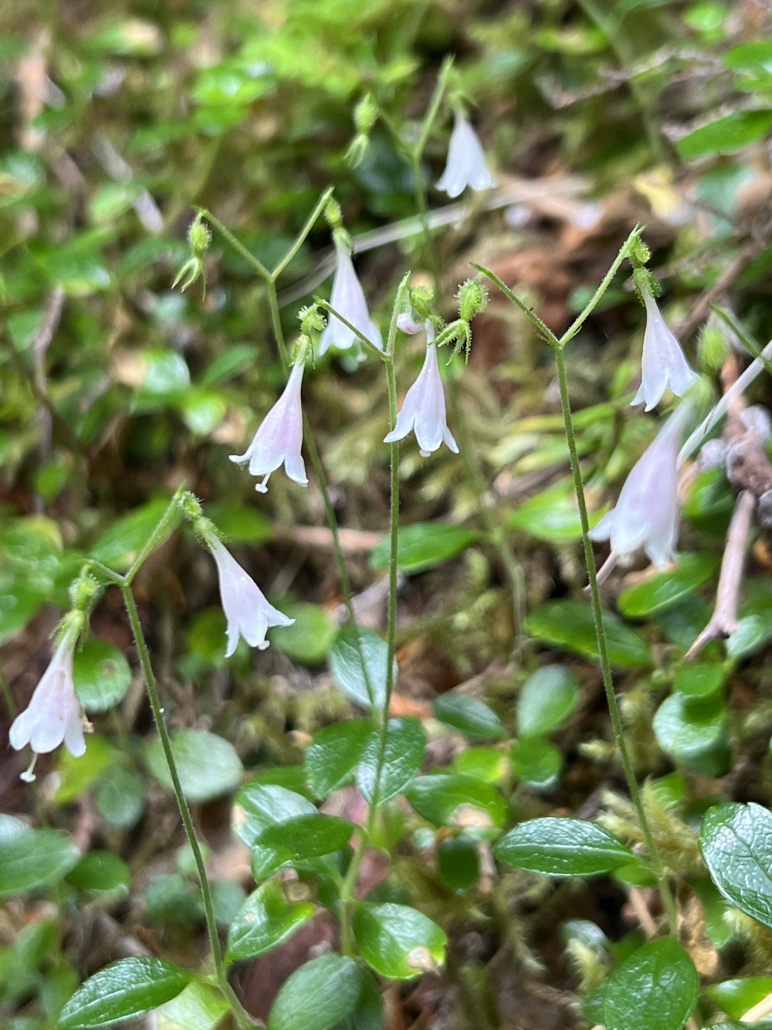 Linnaea borealis var. longiflora