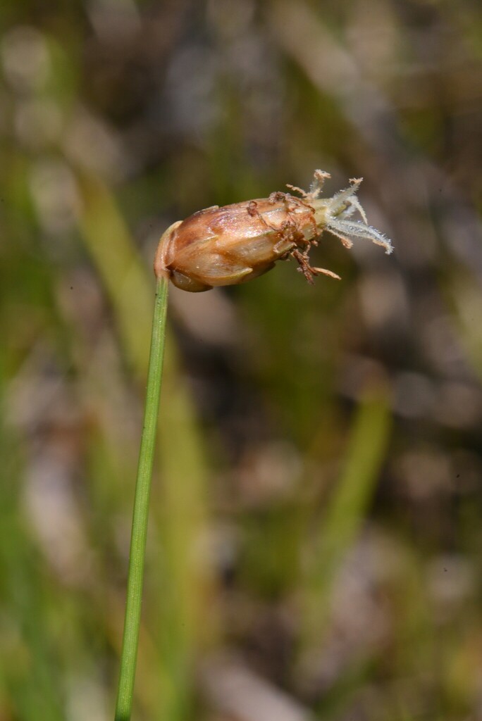 Fimbristylis nutans (Fimbristylis nutans)