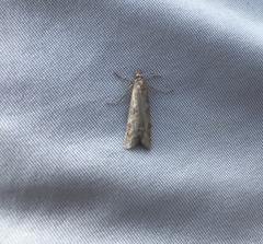 Loxostege sticticalis