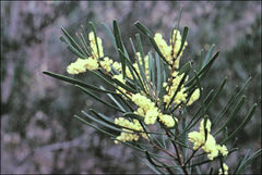 Acacia mucronata