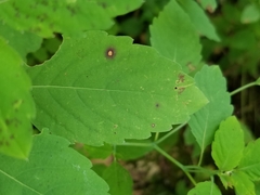 Mycosphaerella impatientis