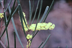 Acacia mucronata