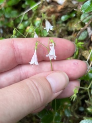 Linnaea borealis longiflora