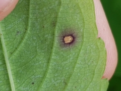 Mycosphaerella impatientis