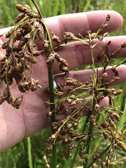 Schoenoplectus tabernaemontani