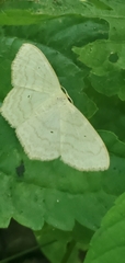 Scopula limboundata