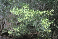 Acacia mucronata