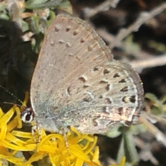 Satyrium behrii