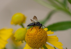 Coelioxys octodentatus