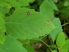 Mycosphaerella impatientis