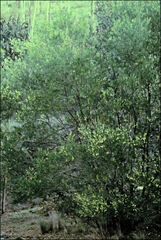 Acacia mucronata