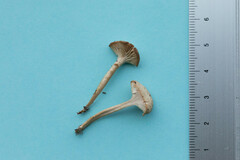Rhodocybe