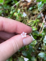 Linnaea borealis longiflora