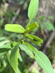 Camponotus subbarbatus