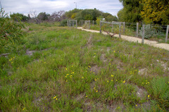 Senecio pinnatifolius