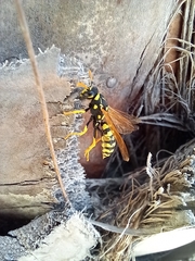 Polistes