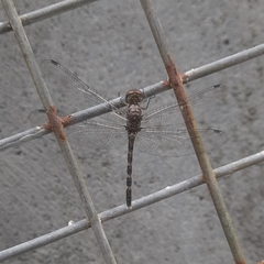 Bradinopyga geminata